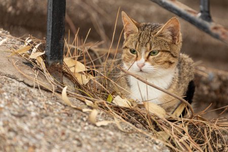 Téléchargez les photos : Le chat regarde sur le côté sur un fond de ville. Portrait d'un petit chat aux yeux verts dans la nature, gros plan. - en image libre de droit