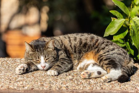 Téléchargez les photos : Lazy chat cheveux courts dort sur le trottoir dans la rue par une journée ensoleillée, complètement détendu - en image libre de droit