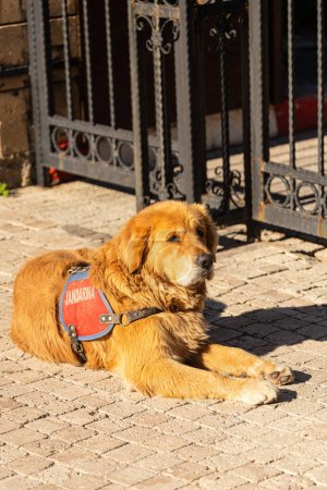 Téléchargez les photos : Gros plan d'un chien calme en uniforme Gandarma couché et attendant un commandement - en image libre de droit