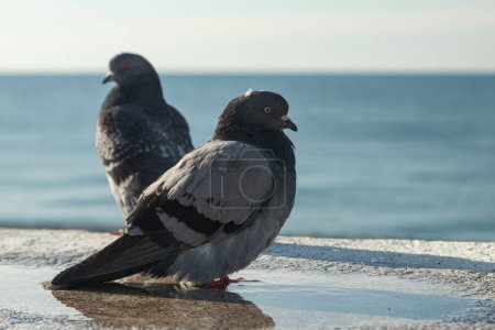 Téléchargez les photos : Gros plan d'un pigeon méditerranéen (pigeon de roche) sur une plage près de la mer, avec le fond flou - en image libre de droit