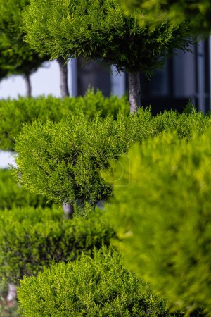 Téléchargez les photos : Arbustes ornementaux verts de forme ronde dans le jardin. - en image libre de droit