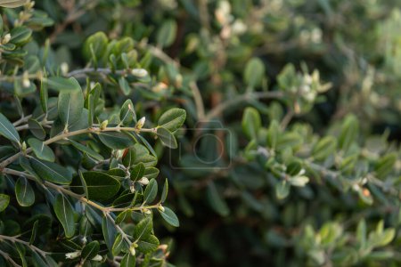 Photo for Close-up of a bright green bush and a huge number of small leaves, neatly trimmed. Hedge - Royalty Free Image