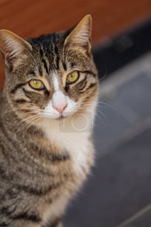 Téléchargez les photos : Portrait d'un chat multicolore moelleux aux yeux verts dans la nature, gros plan. - en image libre de droit