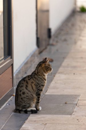 Photo for Lazy short hair cat  posing on the sidewalk on the street on a sunny day, completely relaxed - Royalty Free Image