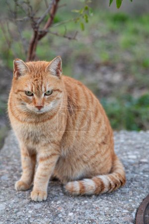 Téléchargez les photos : Portrait d'un chat orange moelleux aux yeux différents dans la nature, gros plan. - en image libre de droit
