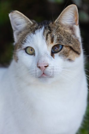 Foto de Retrato de un gato mullido y mullido con diferentes ojos en la naturaleza, primer plano. - Imagen libre de derechos