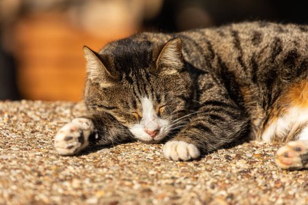 Foto de Gato de pelo corto perezoso duerme durmiendo en la acera en la calle en un día soleado, completamente relajado - Imagen libre de derechos