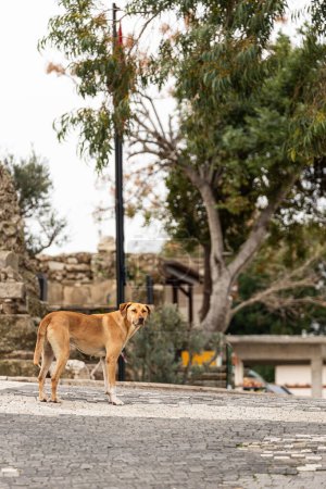 Photo for Portrait of a sad orange  stray dog walking  and looking into the distance. The dog is looking for an owner - Royalty Free Image