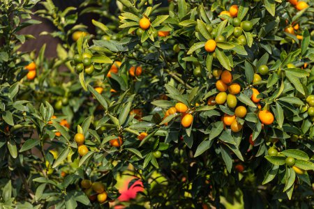 Foto de Primer plano de un hermoso árbol con grandes kumquats anaranjados rodeados de muchas hojas verdes brillantes, enfoque suave - Imagen libre de derechos