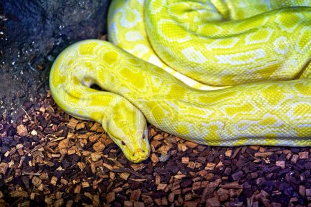 Foto de Cerca de la serpiente grande, Albino Birmano Phytron o Python bivittatus en nombre de la ciencia, vista desde arriba. - Imagen libre de derechos