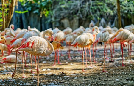 Rudel Flamingos mit schöner Stimmung des Sonnenlichts in einem offenen Zoo, Landschaftsbild vieler Flamingos mit verschwommenem Hintergrund der Natur.
