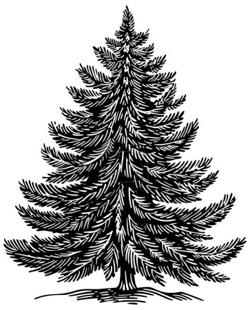 Illustration for Woodcut style illustration of a fir tree. - Royalty Free Image
