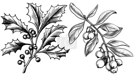 Ilustración de Ilustración estilo Woodcut de 2 tipos de muérdago, aislado sobre fondo blanco. - Imagen libre de derechos