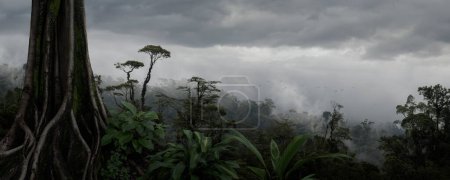 Photo for Tropical rain forest in Costa Rica - Royalty Free Image