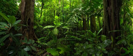 Téléchargez les photos : Forêt tropicale humide au Costa Rica - en image libre de droit