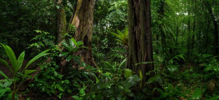 Foto de Tropical rain forest in Costa Rica - Imagen libre de derechos
