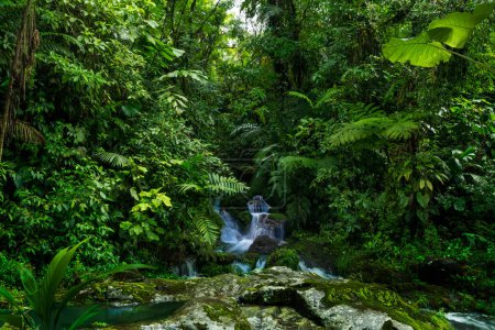 Téléchargez les photos : Tropical rain forest in Costa Rica - en image libre de droit