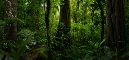 Las tropikalny z drzewem na tle lasu 