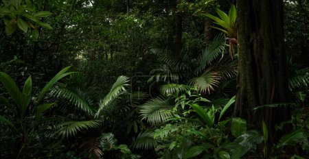 Téléchargez les photos : Forêt tropicale avec un arbre sur le fond d'une forêt - en image libre de droit