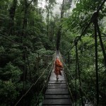 Buddhist monk crossing a suspension bridge in the rainforest