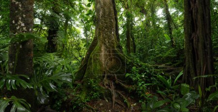Téléchargez les photos : Forêt tropicale avec un arbre sur le fond d'une forêt - en image libre de droit