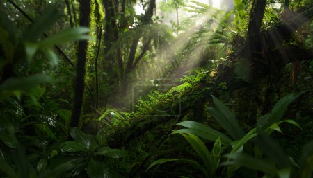 Téléchargez les photos : Paysage forestier tropical avec beaucoup de végétation - en image libre de droit