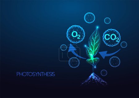 Concept of Photosynthesis, carbon cycle in plants with CO2 absorption and oxygen release diagram in futuristic glowing low polygonal style on dark blue background. Modern design vector illustration.