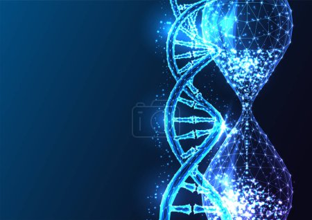 Futuristic life expectancy, longevity science concept with glowing low polygonal DNA helix and hourglass isolated on dark blue background. Modern abstract wire frame mesh design vector illustration.