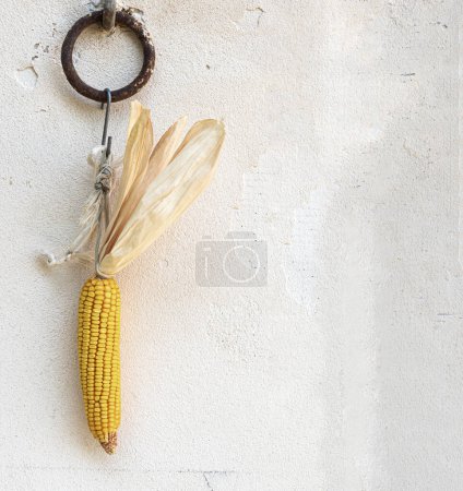 Corn on the cob hanging on the wall