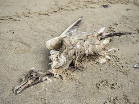 Gaviota muerta en la playa