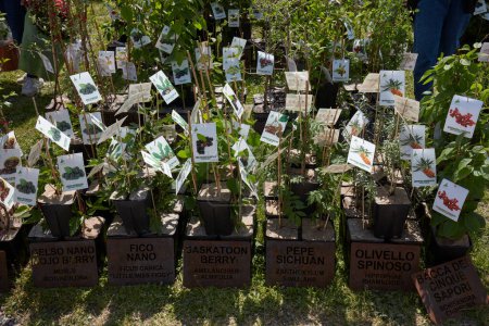 Photo for CARAVINO, ITALY - APRIL 28, 2023: Mulberry, fig, pepper plants on sale in spring during Tre Giorni per il Giardino fair at Masino Castle near Turin, Italy. - Royalty Free Image