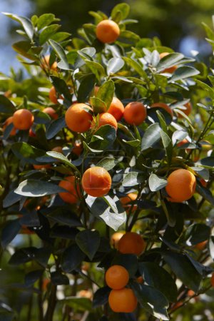 Téléchargez les photos : Citrus madurensis ou citrus mitis plante avec des fruits au printemps, la lumière du soleil - en image libre de droit