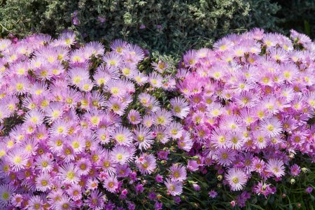 Photo for Lampranthus plants and pink flowers texture background in spring, sunlight - Royalty Free Image