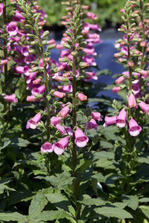 Photo for Foxglove, Digitalis Lucas pink plants and flowers in spring, sunlight - Royalty Free Image