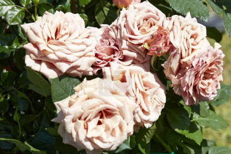 Téléchargez les photos : Roses roses anciennes fleurs au printemps la lumière du soleil - en image libre de droit