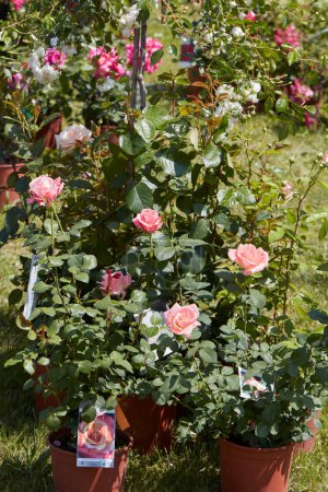 Téléchargez les photos : CARAVINO, ITALIE - 28 AVRIL 2023 : Fleurs et plantes roses au printemps lors de la foire Tre Giorni per il Giardino au château de Masino près de Turin, Italie. - en image libre de droit