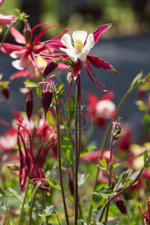 Téléchargez les photos : Columbine, Aquilegia fleurs rouges et blanches au printemps, lumière du soleil - en image libre de droit