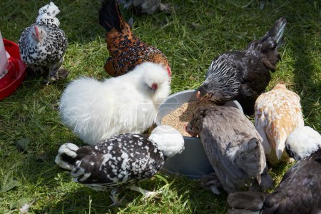 Photo for Ornamental chickens eating seeds in the meadow, sunlight - Royalty Free Image