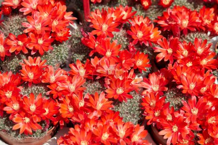 Téléchargez les photos : Rebutia flavistyla, plantes de cactus avec fond de texture de fleurs rouges à la lumière du soleil - en image libre de droit