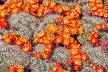 Photo for Rebutia flavistyla, cactus plants with orange flowers texture background in sunlight - Royalty Free Image