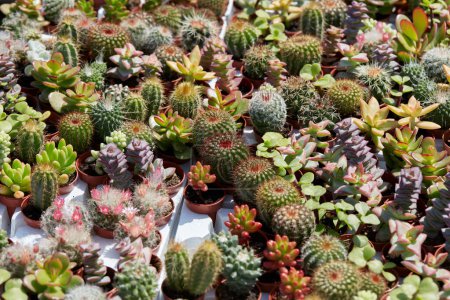 Téléchargez les photos : Plantes succulentes et petit fond de texture de cactus au soleil de printemps - en image libre de droit