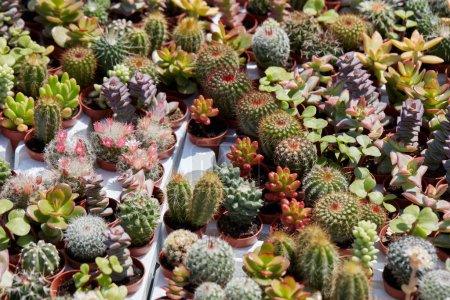 Foto de Plantas suculentas y pequeño fondo de textura de cactus a la luz del sol de primavera - Imagen libre de derechos