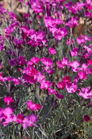 Téléchargez les photos : Dianthus Feuerhexe, fleurs rose fuchsia oeillet et plantes texture fond au printemps, lumière du soleil - en image libre de droit