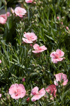 Téléchargez les photos : Dianthus, rose oeillet fleurs et plantes texture fond au printemps, la lumière du soleil - en image libre de droit