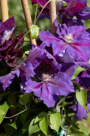 Téléchargez les photos : Clematis Julka fleurs violettes au printemps, la lumière du soleil - en image libre de droit