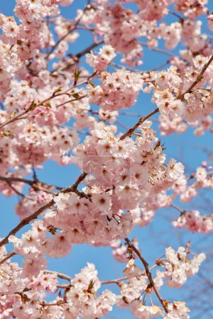 Photo for Cherry tree blossom, branches with pink flowers texture background in a sunny spring day, blue sky - Royalty Free Image