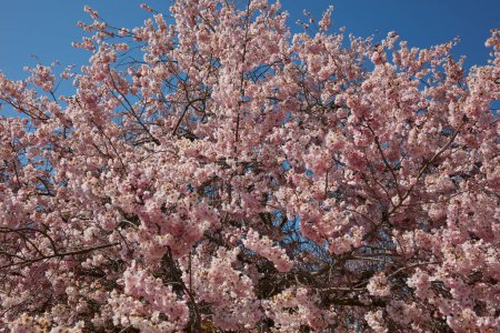 Photo for Cherry tree blossom frond, branches with pink flowers in a sunny spring day, blue sky - Royalty Free Image