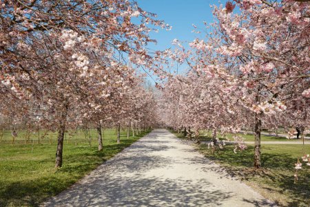 Téléchargez les photos : VENARIE REALE, ITALIE - 29 MARS 2023 : Chemin avec des fleurs de cerisier avec des fleurs roses dans le parc Reggia di Venaria au printemps ensoleillé - en image libre de droit