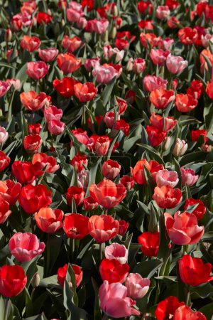 Téléchargez les photos : Fleurs de tulipes et champ en couleurs rouge et rose texture fond au soleil de printemps - en image libre de droit