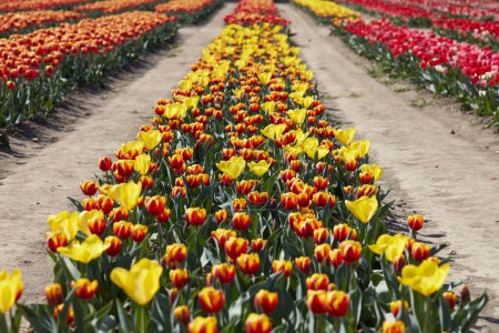 Téléchargez les photos : Fleurs de tulipes en jaune, couleurs rouges et champ au soleil de printemps - en image libre de droit